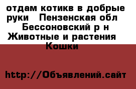 отдам котикв в добрые руки - Пензенская обл., Бессоновский р-н Животные и растения » Кошки   